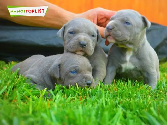 Trai-cho-binh-xoay-thai-mytour Trai-cho-binh-xoay-thai-mytour