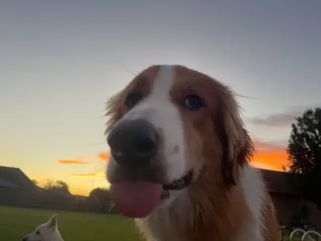 Trại Chó Rottweiler Hải Phòng: Kinh Nghiệm Chọn Mua, Chăm Sóc Và Các Địa Chỉ Uy Tín Trại Chó Rottweiler Hải Phòng: Kinh Nghiệm Chọn Mua, Chăm Sóc Và Các Địa Chỉ Uy Tín