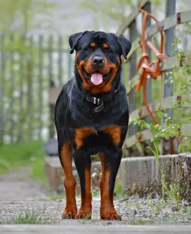 Trại Chó Rottweiler Hải Phòng: Kinh Nghiệm Chọn Mua, Chăm Sóc Và Các Địa Chỉ Uy Tín Trại Chó Rottweiler Hải Phòng: Kinh Nghiệm Chọn Mua, Chăm Sóc Và Các Địa Chỉ Uy Tín