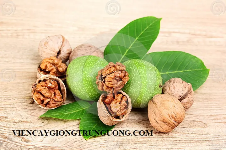 Trại Chó Tt Trâu Quỳ Gia Lâm Hà Nội