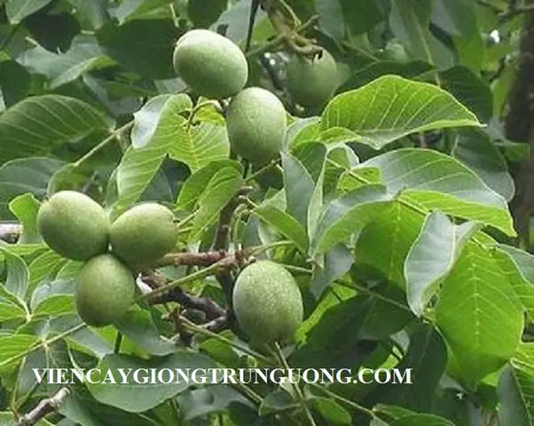 Trại Chó Tt Trâu Quỳ Gia Lâm Hà Nội