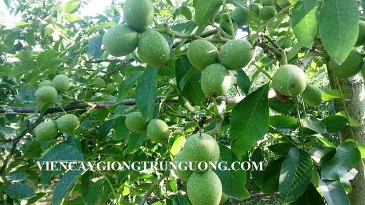 Trại Chó Tt Trâu Quỳ Gia Lâm Hà Nội