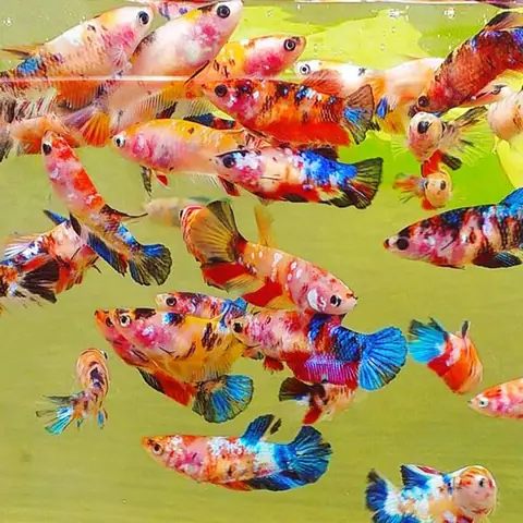 Hướng Dẫn Chi Tiết Về Trại Nuôi Cá Betta: Từ A Đến Z Cho Người Mới Bắt Đầu