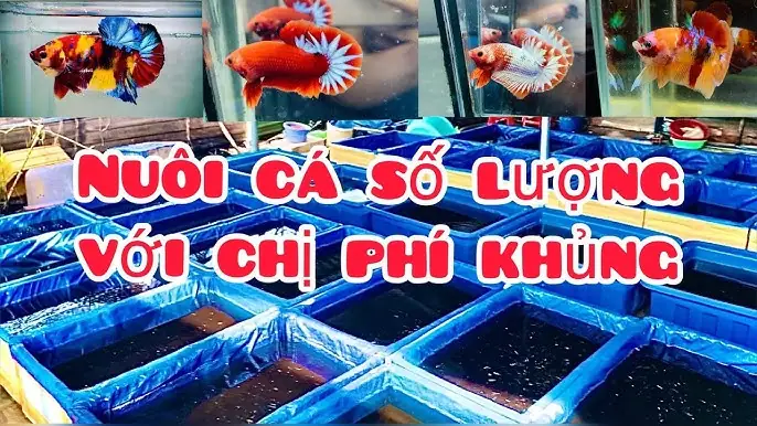 Hướng Dẫn Chi Tiết Về Trại Nuôi Cá Betta: Từ A Đến Z Cho Người Mới Bắt Đầu
