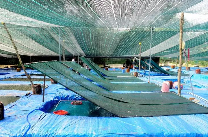 Trại Nuôi Cá Cảnh