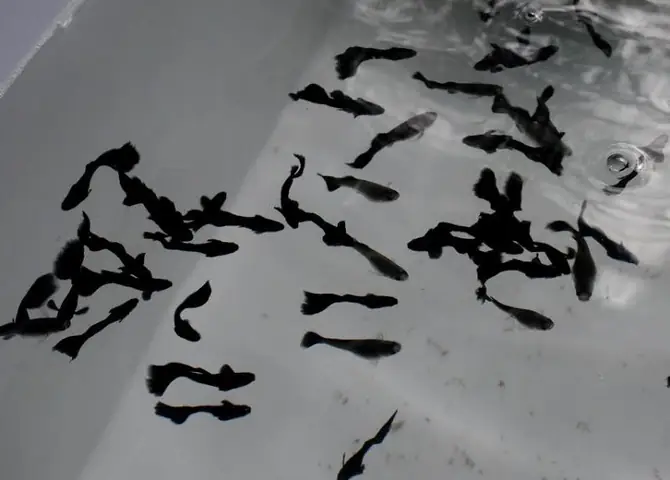 Trại Nuôi Cá Cảnh