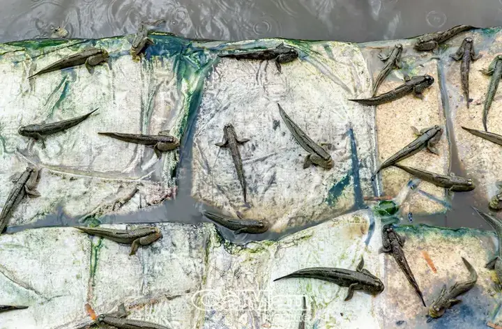 Tại Sao Nên Quan Tâm Đến Trại Nuôi Cá Thòi Lòi? Tại Sao Nên Quan Tâm Đến Trại Nuôi Cá Thòi Lòi?