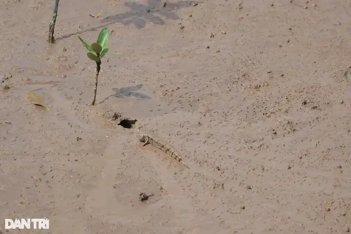 Thiết Kế Và Xây Dựng Trại Nuôi Cá Thòi Lòi Tiêu Chuẩn Thiết Kế Và Xây Dựng Trại Nuôi Cá Thòi Lòi Tiêu Chuẩn