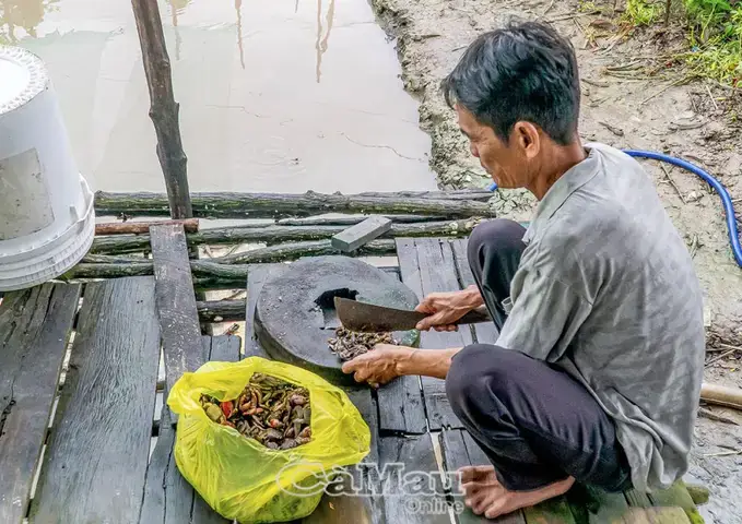 Cá Thòi Lòi: Đặc Điểm Sinh Học Và Hành Vi Độc Đáo Cá Thòi Lòi: Đặc Điểm Sinh Học Và Hành Vi Độc Đáo