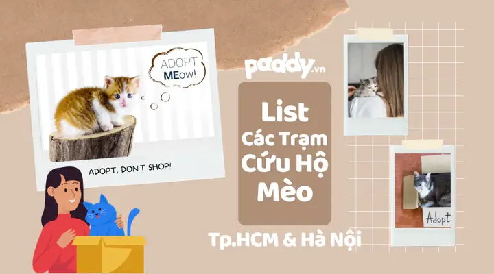 Các Trạm Cứu Hộ Mèo Lang Thang Các Trạm Cứu Hộ Mèo Lang Thang