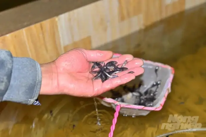 Nơi Sản Xuất 40 Nghìn Con Giống Cá Nước Lạnh/năm - Aquaculture