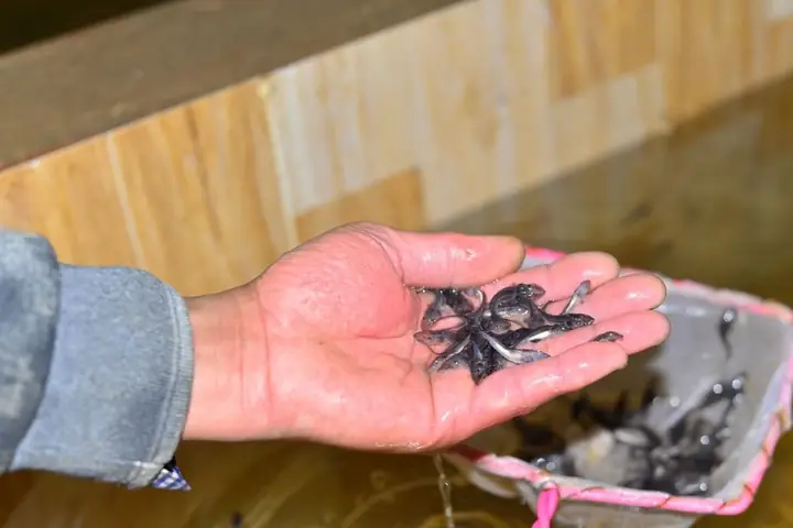 Nơi Sản Xuất 40 Nghìn Con Giống Cá Nước Lạnh/năm