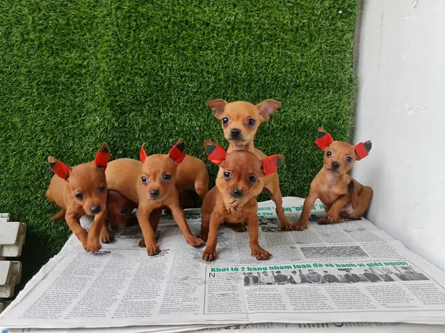 Mua Bán Phốc Hươu Nha Trang