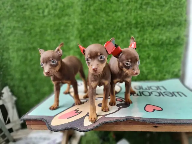 Phốc Hươu Socola