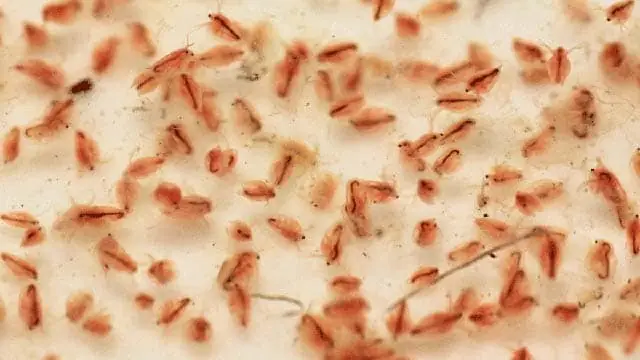 Trang Trại Cá Bảy Màu: Hướng Dẫn Chi Tiết Từ A-z Để Nuôi Cá Thành Công