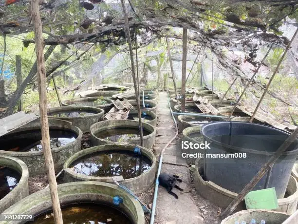 Trại Cá Nghĩa Hiền: Thiên Đường Cá Betta Đa Dạng Cho Người Chơi Tp.hcm