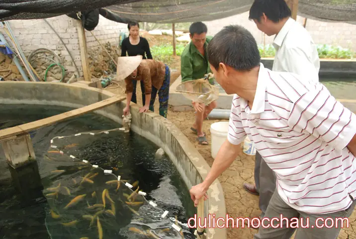 Trang Trại Cá Hồi Mộc Châu