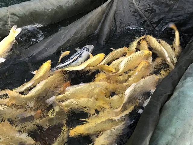 Nằm Bên Dòng Sông Hậu Chở Nặng Phù Sa, Ấp Ủ Bao Đam Mê Vớichép Koi, Chúng Tôi Đã Mài Mò Học Hỏi Nhiều Năm Kinh Nghiệm Từ Các Chuyên Gia Trong Và Ngoài Nước. Chỉ Dùng Nguồn Cá Giống Từ Các Trại Cá Koi Danh Tiếng Nhật Bản Như Sakai, Dainichi, Isa Koi Farm, Omosako… Chúng Tôi Đã Cho Ra Đời Những Thế Hệ Con Cháu Với Nguồn Gen Chất Lượng Cao, Màu Sắc Và Hình Thể Ngày Càng Hoàn Thiện Hơn Khi Sử Dụng Thức Ăn Chuyện Dụng Riêng Biệt Dành Cho Cá Koi. Nằm Bên Dòng Sông Hậu Chở Nặng Phù Sa, Ấp Ủ Bao Đam Mê Vớichép Koi, Chúng Tôi Đã Mài Mò Học Hỏi Nhiều Năm Kinh Nghiệm Từ Các Chuyên Gia Trong Và Ngoài Nước. Chỉ Dùng Nguồn Cá Giống Từ Các Trại Cá Koi Danh Tiếng Nhật Bản Như Sakai, Dainichi, Isa Koi Farm, Omosako… Chúng Tôi Đã Cho Ra Đời Những Thế Hệ Con Cháu Với Nguồn Gen Chất Lượng Cao, Màu Sắc Và Hình Thể Ngày Càng Hoàn Thiện Hơn Khi Sử Dụng Thức Ăn Chuyện Dụng Riêng Biệt Dành Cho Cá Koi.