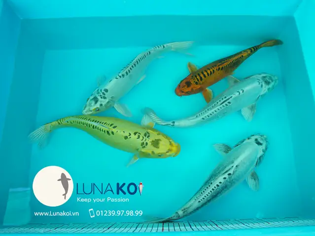 Nằm Bên Dòng Sông Hậu Chở Nặng Phù Sa, Ấp Ủ Bao Đam Mê Vớichép Koi, Chúng Tôi Đã Mài Mò Học Hỏi Nhiều Năm Kinh Nghiệm Từ Các Chuyên Gia Trong Và Ngoài Nước. Chỉ Dùng Nguồn Cá Giống Từ Các Trại Cá Koi Danh Tiếng Nhật Bản Như Sakai, Dainichi, Isa Koi Farm, Omosako… Chúng Tôi Đã Cho Ra Đời Những Thế Hệ Con Cháu Với Nguồn Gen Chất Lượng Cao, Màu Sắc Và Hình Thể Ngày Càng Hoàn Thiện Hơn Khi Sử Dụng Thức Ăn Chuyện Dụng Riêng Biệt Dành Cho Cá Koi. Nằm Bên Dòng Sông Hậu Chở Nặng Phù Sa, Ấp Ủ Bao Đam Mê Vớichép Koi, Chúng Tôi Đã Mài Mò Học Hỏi Nhiều Năm Kinh Nghiệm Từ Các Chuyên Gia Trong Và Ngoài Nước. Chỉ Dùng Nguồn Cá Giống Từ Các Trại Cá Koi Danh Tiếng Nhật Bản Như Sakai, Dainichi, Isa Koi Farm, Omosako… Chúng Tôi Đã Cho Ra Đời Những Thế Hệ Con Cháu Với Nguồn Gen Chất Lượng Cao, Màu Sắc Và Hình Thể Ngày Càng Hoàn Thiện Hơn Khi Sử Dụng Thức Ăn Chuyện Dụng Riêng Biệt Dành Cho Cá Koi.