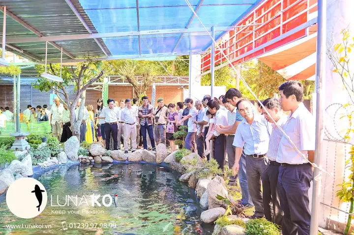 Trong Thời Gian Qualuna Koi Farmđã Gặt Hái Được Những Thành Tựu: Trong Thời Gian Qualuna Koi Farmđã Gặt Hái Được Những Thành Tựu: