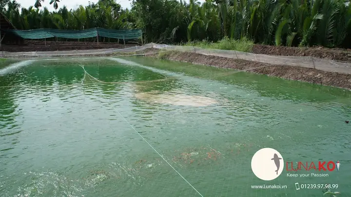Nằm Bên Dòng Sông Hậu Chở Nặng Phù Sa, Ấp Ủ Bao Đam Mê Vớichép Koi, Chúng Tôi Đã Mài Mò Học Hỏi Nhiều Năm Kinh Nghiệm Từ Các Chuyên Gia Trong Và Ngoài Nước. Chỉ Dùng Nguồn Cá Giống Từ Các Trại Cá Koi Danh Tiếng Nhật Bản Như Sakai, Dainichi, Isa Koi Farm, Omosako… Chúng Tôi Đã Cho Ra Đời Những Thế Hệ Con Cháu Với Nguồn Gen Chất Lượng Cao, Màu Sắc Và Hình Thể Ngày Càng Hoàn Thiện Hơn Khi Sử Dụng Thức Ăn Chuyện Dụng Riêng Biệt Dành Cho Cá Koi. Nằm Bên Dòng Sông Hậu Chở Nặng Phù Sa, Ấp Ủ Bao Đam Mê Vớichép Koi, Chúng Tôi Đã Mài Mò Học Hỏi Nhiều Năm Kinh Nghiệm Từ Các Chuyên Gia Trong Và Ngoài Nước. Chỉ Dùng Nguồn Cá Giống Từ Các Trại Cá Koi Danh Tiếng Nhật Bản Như Sakai, Dainichi, Isa Koi Farm, Omosako… Chúng Tôi Đã Cho Ra Đời Những Thế Hệ Con Cháu Với Nguồn Gen Chất Lượng Cao, Màu Sắc Và Hình Thể Ngày Càng Hoàn Thiện Hơn Khi Sử Dụng Thức Ăn Chuyện Dụng Riêng Biệt Dành Cho Cá Koi.