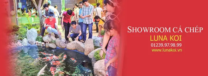 Trong Thời Gian Qualuna Koi Farmđã Gặt Hái Được Những Thành Tựu: Trong Thời Gian Qualuna Koi Farmđã Gặt Hái Được Những Thành Tựu: