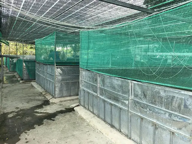 Nằm Bên Dòng Sông Hậu Chở Nặng Phù Sa, Ấp Ủ Bao Đam Mê Vớichép Koi, Chúng Tôi Đã Mài Mò Học Hỏi Nhiều Năm Kinh Nghiệm Từ Các Chuyên Gia Trong Và Ngoài Nước. Chỉ Dùng Nguồn Cá Giống Từ Các Trại Cá Koi Danh Tiếng Nhật Bản Như Sakai, Dainichi, Isa Koi Farm, Omosako… Chúng Tôi Đã Cho Ra Đời Những Thế Hệ Con Cháu Với Nguồn Gen Chất Lượng Cao, Màu Sắc Và Hình Thể Ngày Càng Hoàn Thiện Hơn Khi Sử Dụng Thức Ăn Chuyện Dụng Riêng Biệt Dành Cho Cá Koi. Nằm Bên Dòng Sông Hậu Chở Nặng Phù Sa, Ấp Ủ Bao Đam Mê Vớichép Koi, Chúng Tôi Đã Mài Mò Học Hỏi Nhiều Năm Kinh Nghiệm Từ Các Chuyên Gia Trong Và Ngoài Nước. Chỉ Dùng Nguồn Cá Giống Từ Các Trại Cá Koi Danh Tiếng Nhật Bản Như Sakai, Dainichi, Isa Koi Farm, Omosako… Chúng Tôi Đã Cho Ra Đời Những Thế Hệ Con Cháu Với Nguồn Gen Chất Lượng Cao, Màu Sắc Và Hình Thể Ngày Càng Hoàn Thiện Hơn Khi Sử Dụng Thức Ăn Chuyện Dụng Riêng Biệt Dành Cho Cá Koi.