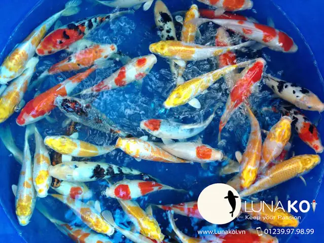 Nằm Bên Dòng Sông Hậu Chở Nặng Phù Sa, Ấp Ủ Bao Đam Mê Vớichép Koi, Chúng Tôi Đã Mài Mò Học Hỏi Nhiều Năm Kinh Nghiệm Từ Các Chuyên Gia Trong Và Ngoài Nước. Chỉ Dùng Nguồn Cá Giống Từ Các Trại Cá Koi Danh Tiếng Nhật Bản Như Sakai, Dainichi, Isa Koi Farm, Omosako… Chúng Tôi Đã Cho Ra Đời Những Thế Hệ Con Cháu Với Nguồn Gen Chất Lượng Cao, Màu Sắc Và Hình Thể Ngày Càng Hoàn Thiện Hơn Khi Sử Dụng Thức Ăn Chuyện Dụng Riêng Biệt Dành Cho Cá Koi. Nằm Bên Dòng Sông Hậu Chở Nặng Phù Sa, Ấp Ủ Bao Đam Mê Vớichép Koi, Chúng Tôi Đã Mài Mò Học Hỏi Nhiều Năm Kinh Nghiệm Từ Các Chuyên Gia Trong Và Ngoài Nước. Chỉ Dùng Nguồn Cá Giống Từ Các Trại Cá Koi Danh Tiếng Nhật Bản Như Sakai, Dainichi, Isa Koi Farm, Omosako… Chúng Tôi Đã Cho Ra Đời Những Thế Hệ Con Cháu Với Nguồn Gen Chất Lượng Cao, Màu Sắc Và Hình Thể Ngày Càng Hoàn Thiện Hơn Khi Sử Dụng Thức Ăn Chuyện Dụng Riêng Biệt Dành Cho Cá Koi.
