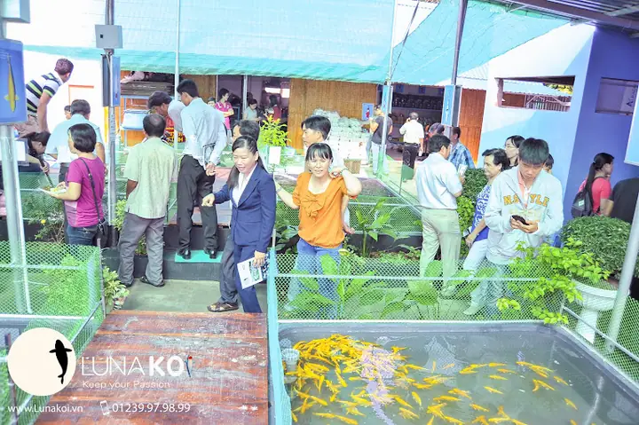 Trong Thời Gian Qualuna Koi Farmđã Gặt Hái Được Những Thành Tựu: Trong Thời Gian Qualuna Koi Farmđã Gặt Hái Được Những Thành Tựu: