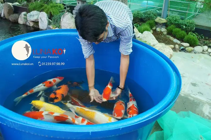 Luna Koi Farmkhông Ngừng Phấn Đấu, Theo Đuổi Những Mục Tiêu Đã Đề Ra Gồm: Luna Koi Farmkhông Ngừng Phấn Đấu, Theo Đuổi Những Mục Tiêu Đã Đề Ra Gồm: