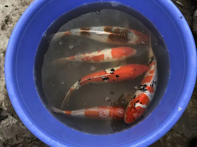 Nằm Bên Dòng Sông Hậu Chở Nặng Phù Sa, Ấp Ủ Bao Đam Mê Vớichép Koi, Chúng Tôi Đã Mài Mò Học Hỏi Nhiều Năm Kinh Nghiệm Từ Các Chuyên Gia Trong Và Ngoài Nước. Chỉ Dùng Nguồn Cá Giống Từ Các Trại Cá Koi Danh Tiếng Nhật Bản Như Sakai, Dainichi, Isa Koi Farm, Omosako… Chúng Tôi Đã Cho Ra Đời Những Thế Hệ Con Cháu Với Nguồn Gen Chất Lượng Cao, Màu Sắc Và Hình Thể Ngày Càng Hoàn Thiện Hơn Khi Sử Dụng Thức Ăn Chuyện Dụng Riêng Biệt Dành Cho Cá Koi. Nằm Bên Dòng Sông Hậu Chở Nặng Phù Sa, Ấp Ủ Bao Đam Mê Vớichép Koi, Chúng Tôi Đã Mài Mò Học Hỏi Nhiều Năm Kinh Nghiệm Từ Các Chuyên Gia Trong Và Ngoài Nước. Chỉ Dùng Nguồn Cá Giống Từ Các Trại Cá Koi Danh Tiếng Nhật Bản Như Sakai, Dainichi, Isa Koi Farm, Omosako… Chúng Tôi Đã Cho Ra Đời Những Thế Hệ Con Cháu Với Nguồn Gen Chất Lượng Cao, Màu Sắc Và Hình Thể Ngày Càng Hoàn Thiện Hơn Khi Sử Dụng Thức Ăn Chuyện Dụng Riêng Biệt Dành Cho Cá Koi.