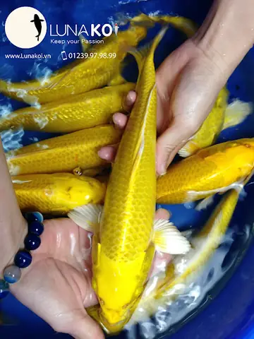 Nằm Bên Dòng Sông Hậu Chở Nặng Phù Sa, Ấp Ủ Bao Đam Mê Vớichép Koi, Chúng Tôi Đã Mài Mò Học Hỏi Nhiều Năm Kinh Nghiệm Từ Các Chuyên Gia Trong Và Ngoài Nước. Chỉ Dùng Nguồn Cá Giống Từ Các Trại Cá Koi Danh Tiếng Nhật Bản Như Sakai, Dainichi, Isa Koi Farm, Omosako… Chúng Tôi Đã Cho Ra Đời Những Thế Hệ Con Cháu Với Nguồn Gen Chất Lượng Cao, Màu Sắc Và Hình Thể Ngày Càng Hoàn Thiện Hơn Khi Sử Dụng Thức Ăn Chuyện Dụng Riêng Biệt Dành Cho Cá Koi. Nằm Bên Dòng Sông Hậu Chở Nặng Phù Sa, Ấp Ủ Bao Đam Mê Vớichép Koi, Chúng Tôi Đã Mài Mò Học Hỏi Nhiều Năm Kinh Nghiệm Từ Các Chuyên Gia Trong Và Ngoài Nước. Chỉ Dùng Nguồn Cá Giống Từ Các Trại Cá Koi Danh Tiếng Nhật Bản Như Sakai, Dainichi, Isa Koi Farm, Omosako… Chúng Tôi Đã Cho Ra Đời Những Thế Hệ Con Cháu Với Nguồn Gen Chất Lượng Cao, Màu Sắc Và Hình Thể Ngày Càng Hoàn Thiện Hơn Khi Sử Dụng Thức Ăn Chuyện Dụng Riêng Biệt Dành Cho Cá Koi.