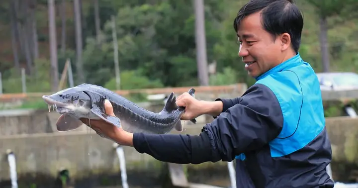 Cá Tầm Suối Đà Lạt