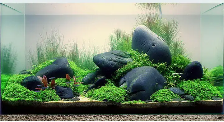 Quy Trình Chi Tiết Trang Trí Bể Cá Bằng Đá Cuội