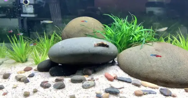 Bước 5: Thả Cá Và Chăm Sóc Định Kỳ