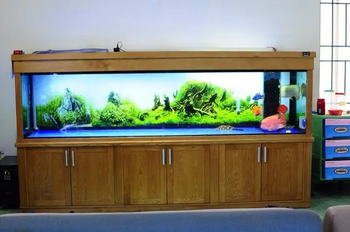 Hướng Dẫn Trang Trí Hồ Cá Rồng: Tạo Môi Trường Sống Hoàn Hảo Và Thẩm Mỹ Hướng Dẫn Trang Trí Hồ Cá Rồng: Tạo Môi Trường Sống Hoàn Hảo Và Thẩm Mỹ