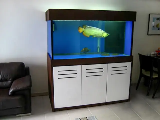 Hướng Dẫn Trang Trí Hồ Cá Rồng: Tạo Môi Trường Sống Hoàn Hảo Và Thẩm Mỹ Hướng Dẫn Trang Trí Hồ Cá Rồng: Tạo Môi Trường Sống Hoàn Hảo Và Thẩm Mỹ