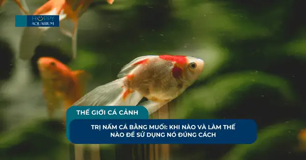 Trị Nấm Cá Bằng Muối: Khi Nào Và Làm Thế Nào Để Sử Dụng Nó ... Trị Nấm Cá Bằng Muối: Khi Nào Và Làm Thế Nào Để Sử Dụng Nó ...
