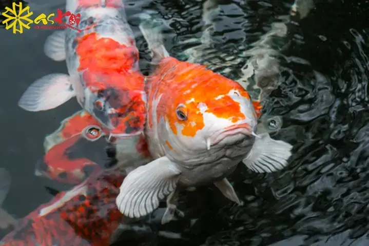 Thay Đổi Ở Mắt Và Da