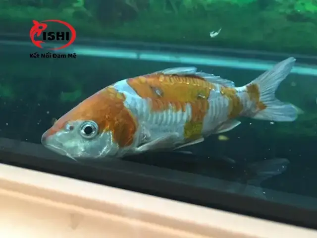 Phương Pháp Tắm Muối