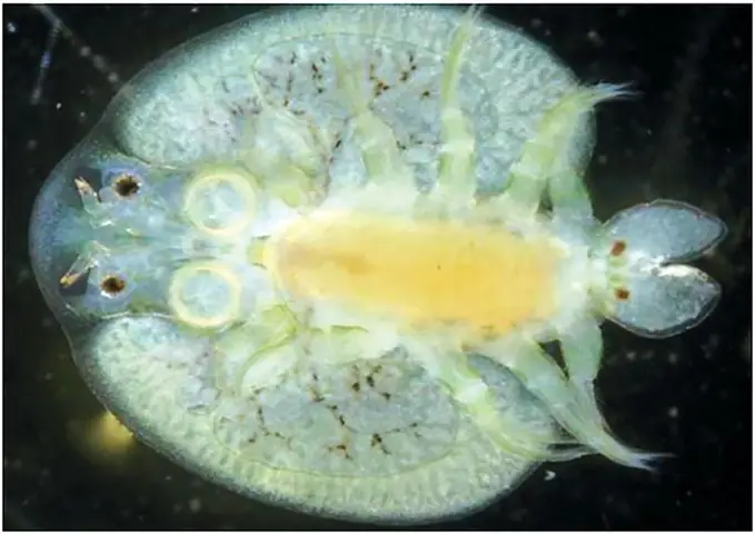 Cách Phòng, Trị Bệnh Rận Cá Trên Cá Koi Hiệu Quả Cách Phòng, Trị Bệnh Rận Cá Trên Cá Koi Hiệu Quả