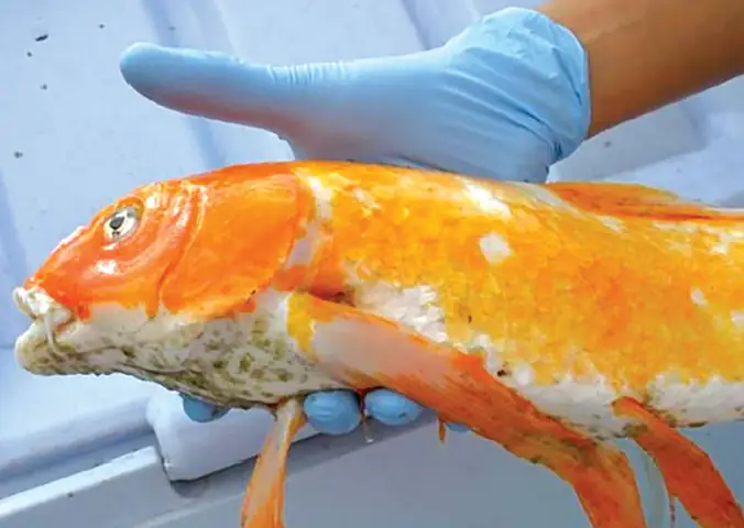 Cách Phòng, Trị Bệnh Rận Cá Trên Cá Koi Hiệu Quả Cách Phòng, Trị Bệnh Rận Cá Trên Cá Koi Hiệu Quả