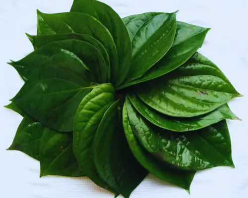 Chữa Viêm Da Cho Chó Bằng Lá Trầu Không Chữa Viêm Da Cho Chó Bằng Lá Trầu Không