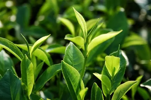 Trị Ghẻ Cho Chó Bằng Lá Trà Xanh Trị Ghẻ Cho Chó Bằng Lá Trà Xanh