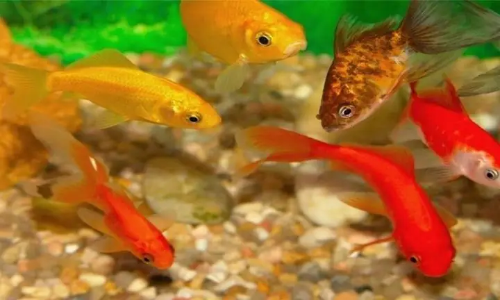 Cá Vàng Có Trí Nhớ Tốt Hơn Ta Tưởng – Koilover
