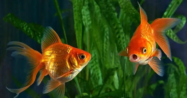 Bí Mật Có Thể Bạn Chưa Biết Về "trí Nhớ" Của Cá Vàng | Báo Dân Trí