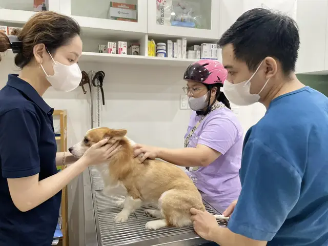 Những Biểu Hiện Cho Thấy Chó Bị Viêm Dạ Dày Những Biểu Hiện Cho Thấy Chó Bị Viêm Dạ Dày