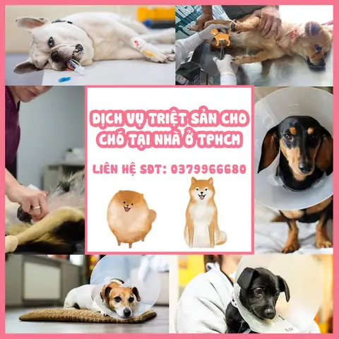 Dịch Vụ Triệt Sản Cho Chó Đực Tại Nhà Ở Tphcm Là Gì? Dịch Vụ Triệt Sản Cho Chó Đực Tại Nhà Ở Tphcm Là Gì?