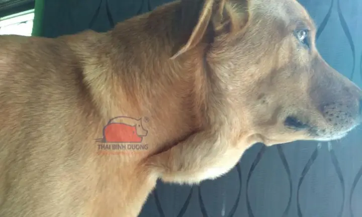 Triệu Chứng Chó Nuốt Phải Dị Vật: Nhận Biết Sớm Và Hành Động Kịp Thời