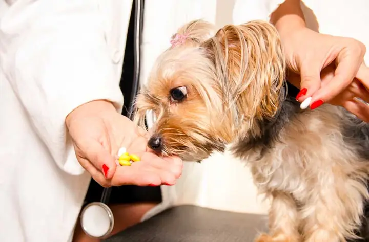 Phòng Tránh Nhiễm Giun Đũa Cho Chó Mèo